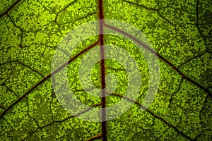 Close up of a green leaf with red veins