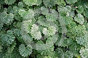 Close up of green leaf of Saxifraga stolonifera plant photo