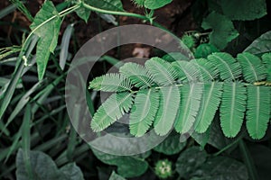 Close up green leaf a sensitive compound leaf of Mimosa pudica is a short shrub of a member of the leguminous tribe