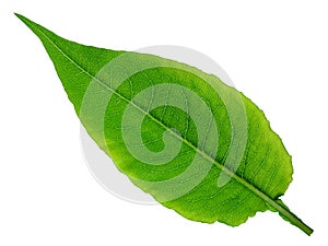 Close up of a green leaf showing the structure and veins