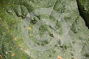 Close-up of a green leaf with streaks and flaws. the structure of a fresh leaf with yellow dots.