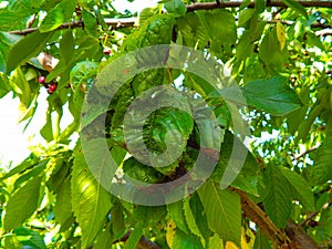 Close-up green leaf of sweet cherry with damage by ulcers of diseases and fungi of brown spotting of scab monniliosis