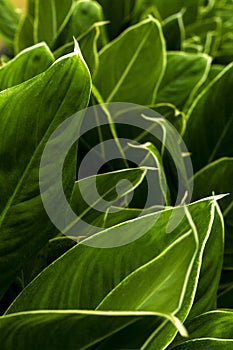 Close up of green leaf texture