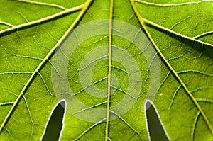 Close up green leaf texture