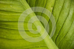 Close up green leaf texture.