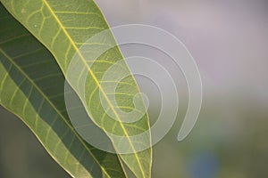 Close up green leaf texture