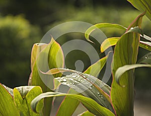 Close up green leaf texture.