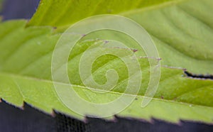 Close up, green leaf texture as green nature abstract background