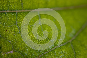 Close up, green leaf texture as green nature abstract background