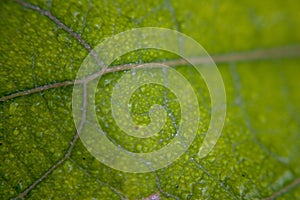 Close up, green leaf texture as green nature abstract background