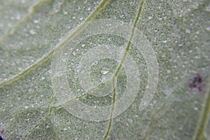 Close up, green leaf texture as green nature abstract background