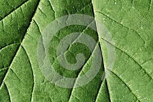 Close-up green leaf texture background