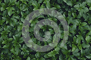 close up green leaf texture background