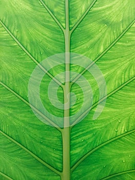 Close up of green leaf texture background with rain drops