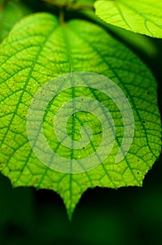 close-up green leaf texture and defocused