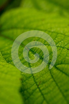 close-up green leaf texture and defocused