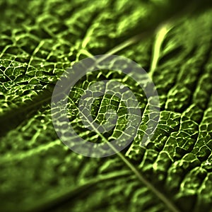 close up of green leaf texture - macro shot, abstract nature background