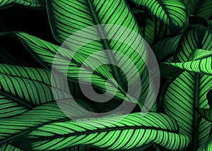 Close up of green leaf texture in tropical forest for background and design art work eco nature concept style