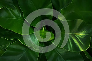 Close up of green leaf texture in tropical forest for background and desing art work eco nature concept style