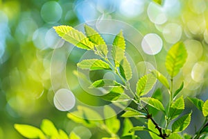 Close Up of a Green Leaf on a Tree