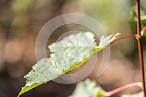 Close-up of green leaf of tree on background of oak forest