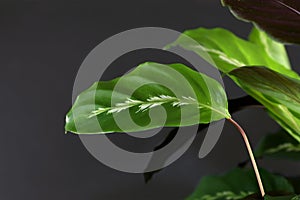 Close up of green leaf of tropical `Calathea Louisae Maui Queen` house plant with small white pattern on black background
