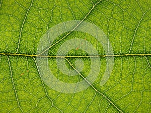 Close-up of a green leaf with veins in detail