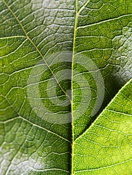 Close-up of a green leaf with veins in detail