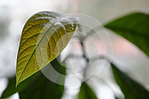 close up of a green leaf with veins of a houseplant