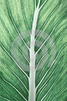 Close up of green leaf venation texture, abstract tropical leaf pattern nature and environment concepts green background