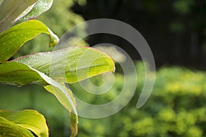 Close up green leaf with water drop.