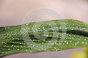 Close up green leaf with water drop.