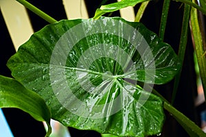 close up green leaf with water drops