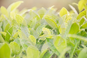 Close up green leaf with water drops on blurred greenery background in garden with copy space for your design.