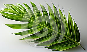 Close-Up of a Green Leaf on White Background