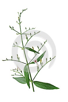 Close-up green leaf and white flower of traditional herbal medicine plant Kariyat or green chireta Andrographis paniculata on