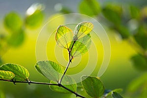 Close-up of green leaf ziziphus mauritiana.