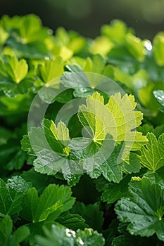 A close up of a green leafy plant with lots of leaves, AI