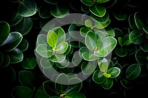 Close up of green leave