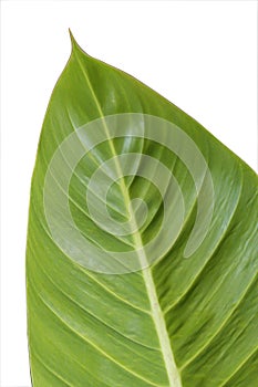 Green leave  isolate  on white background.