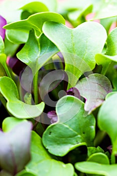 Close-up of green leaves bio mix