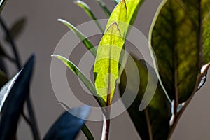 Close up of green leaves on a blurred background, Zamioculcas Zamiifolia Black, potted house plant with black leaves background