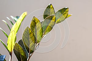 Close up of green leaves on a blurred background, Zamioculcas Zamiifolia Black, potted house plant with black leaves background