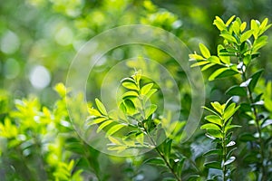 Close up of green leaves of boxwood with blurred background