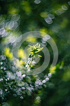 Close up of green leaves of boxwood, bokeh effect with vintage lens