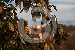 Close-up of green leaves on a branch of an apple tree in a garden against a background of blurry sunset lights