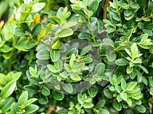 Close-up of the green leaves of the Buxus plant. Woody plant, family Buxaceae. It is used as an ornamental plant in gardens photo
