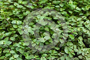 Close up of green leaves of Callisia Repens in garden. Turtle Vine plant background photo