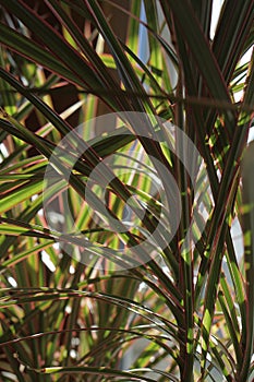 Close up of green leaves of dracaena marginata bicolor