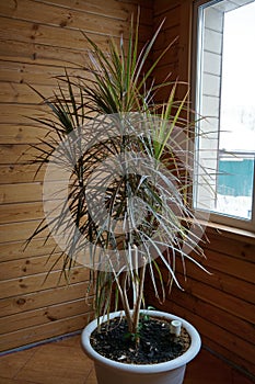 Close up of green leaves of dracaena marginata photo